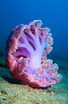 Soft coral (Dendronephthya mucronata) on sandy seabed. Komodo National Park, Indonesia