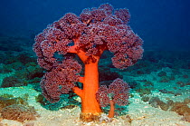 Tree coral (Dendronephthya sp) on sandy sea bed. Rinca, Komodo National Park, Indonesia