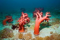 Umbellate tree coral / Soft coral (Dendronephthya sp) partially deflated. Rinca, Komodo National Park, Indonesia