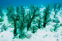 Soft coral (Dendronephthya sp) growing on sandy sea bed. Rinca, Komodo National Park, Indonesia.