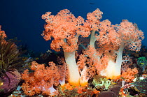 Tree coral (Scleronephthya sp) Rinca, Komodo National Park, Indonesia