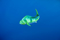 Dolphin fish / Mahi mahi / Dorado (Coryphaena hippurus) off Isla Mujeres, near Cancun, Yucatan Peninsula, Mexico, Caribbean Sea