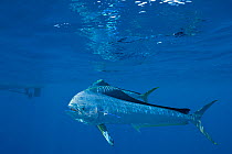 Dolphin fish / Mahi mahi / Dorado (Coryphaena hippurus) with small parasites clinging to skin,  off Isla Mujeres, near Cancun, Yucatan Peninsula, Mexico, Caribbean Sea