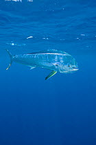 Dolphin fish / Mahi mahi / Dorado (Coryphaena hippurus) off Isla Mujeres, near Cancun, Yucatan Peninsula, Mexico, Caribbean Sea