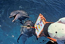 Bottlenose Dolphin (Tursiops truncatus) painting with paintbrush, dolphin trainer holds the artwork, Dolphin Reef, Eilat, Israel, Red Sea.