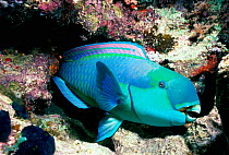 Male Steepheaded Parrotfish (Scarus gibbus) resting on coral reef, Red Sea.