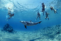 Snorkelers interacting with wild Bottlenose Dolphin (Tursiops truncatus), Nuweiba, Egypt, Red Sea.~Model released Model released.