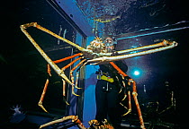 Japanese Giant Spider Crab (Macrocheira kaempferi)  World's Largest Crustacean in Tokyo Aquarium, Japan.