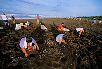 Villagers collecting and harvesting Olive Ridley Turtle eggs (Lepidochelys olivacea) during the first morning of Arribada "Arrival". This is the only place in the world where it is legal to harvest tu...