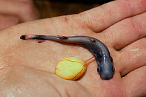 Newborn Spiny Pygmy Shark (Squaliolus laticaudus) with yolk sac still attached held in hand, Israel, Mediterranean Sea.