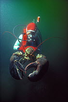 Diver holds 20 kilo Northern / American Lobster (Homarus americanus) with claws open, demonstrating aggressive behavior, New England, USA, North Atlantic Ocean. Model released Model released.