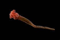 Enteropneust worm / Acorn worm (tergivelum cinnabarinum) from the North Atlantic Ocean,  Northern Pink variety, Feeds on sea floor sediment leaving behind characteristic spiral traces, depth approx 27...