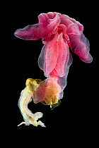Enteropneust worm / Acorn worm (Yoda purpurata) from the North Atlantic Ocean, southern Purple variety, feeds on sea floor sediment leaving behind variable wavy traces, Depth approx 2700m. ~ new speci...