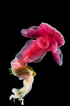 Enteropneust worm / Acorn worm (Yoda purpurata) from the North Atlantic Ocean, southern Purple variety, feeds on sea floor sediment leaving behind variable wavy traces, Depth approx 2700m.   new spec...