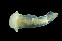Enteropneust worm / Acorn worm (Allapagus isidis) from the North Atlantic Ocean.  Southern White variety. Feeds on sea floor sediment and has been observed swimming,~ new species, first recorded in Ju...