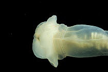 Enteropneust worm / Acorn worm (Allapagus isidis) from the North Atlantic Ocean.  Southern White variety. Feeds on sea floor sediment and has been observed swimming,~ new species, first recorded in Ju...