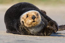 Southern Sea Otter (Enhydra lutris) hauled out on shore, Monterey, California, USA