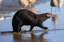Southern Sea Otter (Enhydra lutris) coming out of sea onto shore, Monterey, California, USA