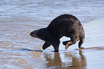 Southern Sea Otter (Enhydra lutris) returning to sea from shore, Monterey, California, USA