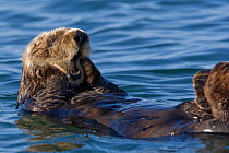 Southern Sea Otter (Enhydra lutris) resting on sea surface, yawning, Monterey, California, USA