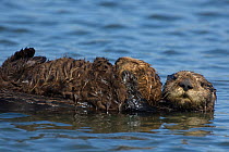 Southern Sea Otter (Enhydra lutris) female resting on water, holding her sleeping 2-3 week pup, Monterey, California, USA