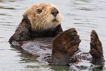 Southern Sea Otter (Enhydra lutris) resting on sea surface, grooming, Monterey, California, USA