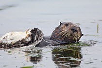Southern Sea Otter (Enhydra lutris) swimming on back, carrying dead Western grebe (Aechmophorus occidentalis), Monterey, CA, USA