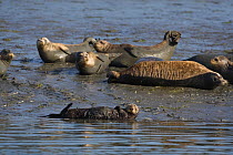 Southern Sea Otter (Enhydra lutris) female hauled out with Harbour seals (possibly to hide from breeding males) Monterey Bay, California, USA