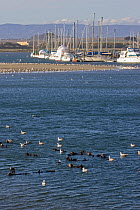 Raft of Southern Sea Otters (Enhydra lutris) on water at Moss Landing Harbour, Moss Landing, California, USA