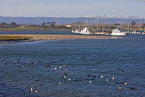 Raft of Southern Sea Otters (Enhydra lutris) on water at Moss Landing Harbour, Moss Landing, California, USA