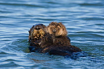 Southern Sea Otter (Enhydra lutris) mother swimming on water, carrying 2-3 week pup, Monterey Bay, California, USA