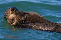 Southern Sea Otter (Enhydra lutris) mother swimming on water, carrying 2-3 week pup, Monterey Bay, California, USA