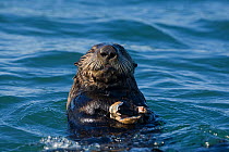 Southern Sea Otter (Enhydra lutris) in water, feeding on clam, Monterey Bay, California, USA