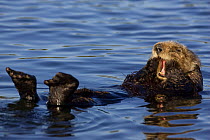 Southern Sea Otter (Enhydra lutris) floating on water, yawning, Monterey Bay, California, USA