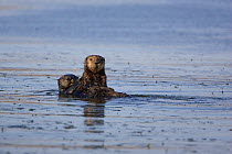 Southern Sea Otter (Enhydra lutris) mother with 2-3 month baby on water, Monterey Bay, California, USA