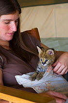 Five week orphan Serval kitten (Leptailurus / Felis serval) in kangaroo pouch (used to increase emotional bond with foster parent Suzi Eszterhas, Tanzania, Africa. October 2006