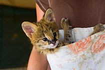Five week orphan Serval kitten (Leptailurus / Felis serval) in kangaroo pouch (used to increase emotional bond with foster parent). Tanzania, Africa. October 2006