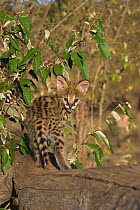 Five week orphaned Serval kitten (Leptailurus / Felis serval). Tanzania, Africa.