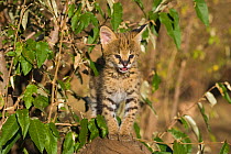 Five week orphaned Serval kitten (Leptailurus / Felis serval) amongst vegetation, Tanzania, Africa.