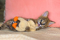 Five week orphaned Serval kitten (Leptailurus / Felis serval) playing with toy. Tanzania, Africa. October 2006