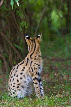 Six month orphaned Serval kitten (Leptailurus / Felis serval) sitting, rear view showing markings. Tanzania, Africa.