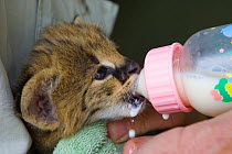 Two and a half week orphaned Serval kitten (Leptailurus / Felis serval) feeding from bottle. Tanzania, Africa. October 2006