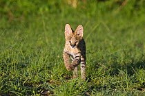 Thirteen week orphaned Serval kitten (Leptailurus / Felis serval) running. Tanzania, Africa.