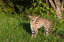 Thirteen week orphaned Serval kitten (Leptailurus / Felis serval) in defensive posture with ears flattened, Tanzania, Africa.