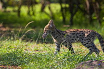 Thirteen week orphaned Serval kitten (Leptailurus / Felis serval) carrying mouse prey. Tanzania, Africa.