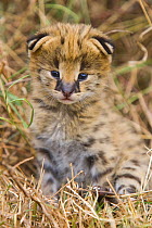 Two week orphaned Serval kitten (Leptailurus / Felis serval) with ears beginning to open. Tanzania, Africa.