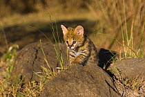 Five week orphaned Serval kitten (Leptailurus / Felis serval) exploring. Tanzania, Africa.
