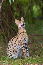 Six month orphaned Serval kitten (Leptailurus / Felis serval) yawning. Tanzania, Africa.