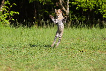 Thirteen week orphaned Serval kitten (Leptailurus / Felis serval) playing. Tanzania, Africa.