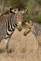 Grevy's Zebra (Equus grevyi) mother and young foal, Lewa Wildlife Conservancy, Northern Kenya, Endangered species